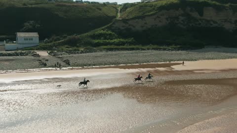 dog correndo atrás dos cavaleiros