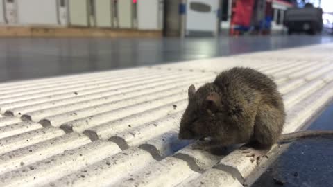 Sick mouse on ground at train station