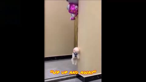 Puppy goes up up and away!