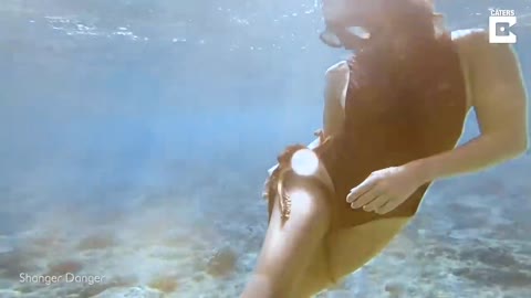 Friendly Octopus Clings To Diver's Leg