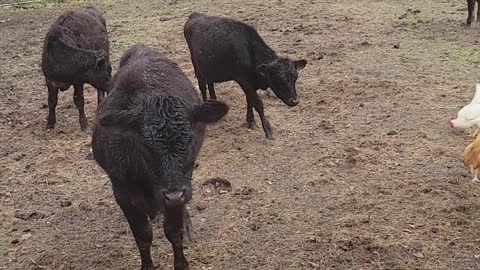 Chickens found the cow pen