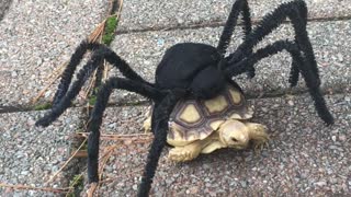 Tortoise has a Terrific Costume