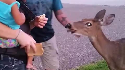 Hungry Deer in Field