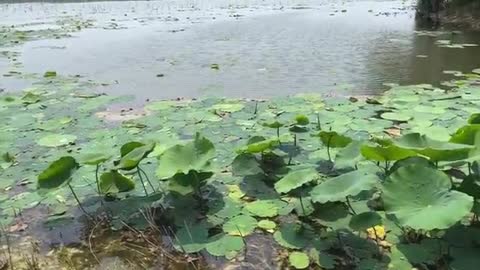 The lotus flowers are really beautiful