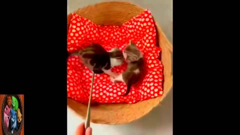 Funny Animal Videos 2024 - Funniest Dogs and Cats Videos