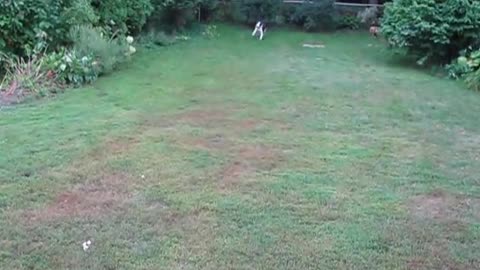 Kellar the Blind Dog Playing Fetch