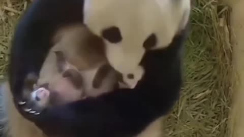 PANDA AND THERE BABIES