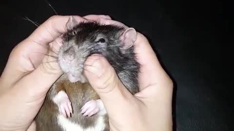 Ratty Facial Massage