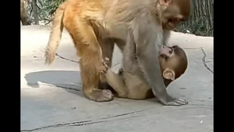 Monkey playing with baby monkeys funny video