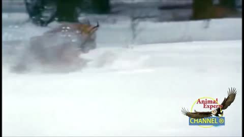 Epic Hunting Chase of the Canadian Lynx and Snowshoe Rabbit in HD