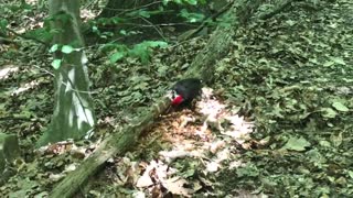 Pileated Woodpecker || Dickerson Mine Preserve, Mine Hill, NJ