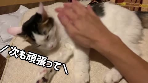 japanese family daily vlog 05,play with cat in 1:00 am