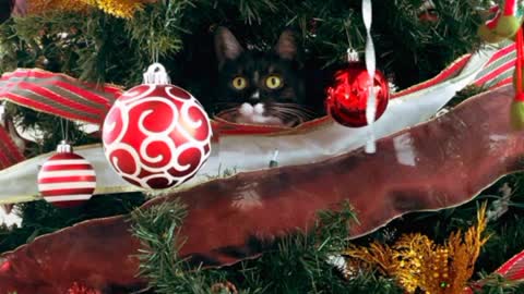 Christmas and cats