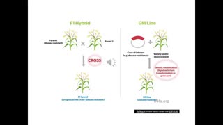 Prof 18 Dr Liz Lee on Corn Breeding