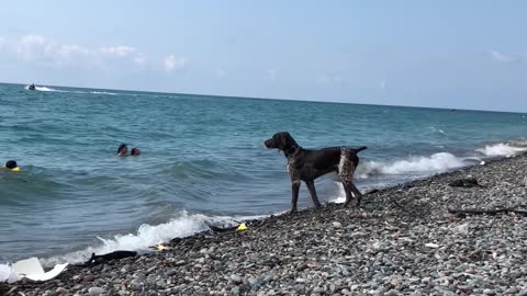 Focused Dog Has a Mission to Keep a Clean Beach