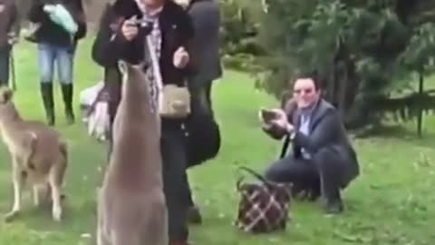 KANGAROO ATTACK FUNNY ANIMAL VIDEOS