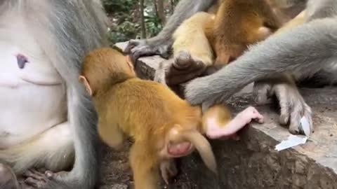 The little monkey was naughty and was slapped twice by another monkey mother