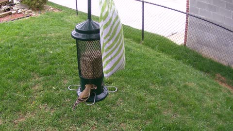 Goldfinch Versus Shelled Sunflower