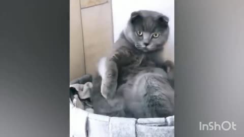 Funny cats