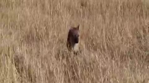 Seeing the hyena bully the baby antelope