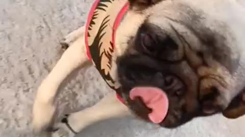 New pug dog video #shorts