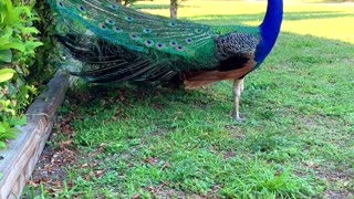 Beautiful Peacock Honks, Calls and Displays Feathers