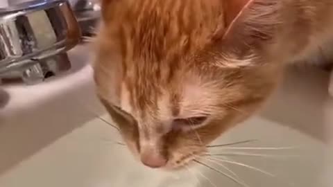 Cat drinking water from washbasin