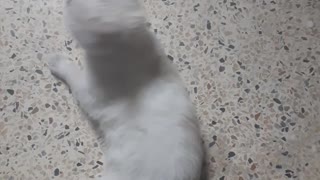 Play with my cat