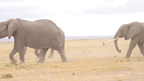 ELEPHANTS AT AMNOSELI NATIONAL PARK