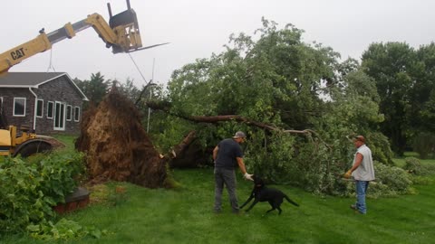 Now thats a big tree