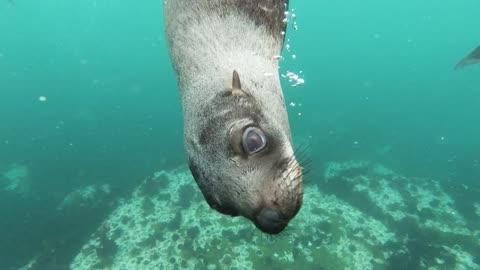 Close-Up View of Sea Lion Swimming Underwater