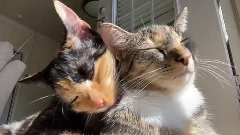 cat and cat love video fumny