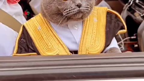 Sultan Cat