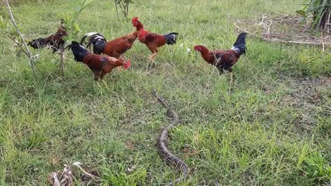 Chicken VS Snake Fights - Funny Fights Video | chicken Fights with Snake