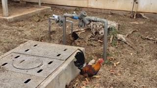 A Rooster, Chicken and her Chicks