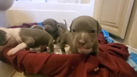 American Bully Aliendawgs Bloodline