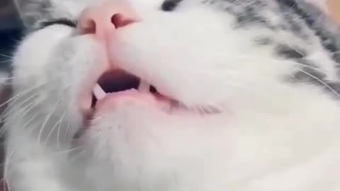 The sound of this cat sleeping