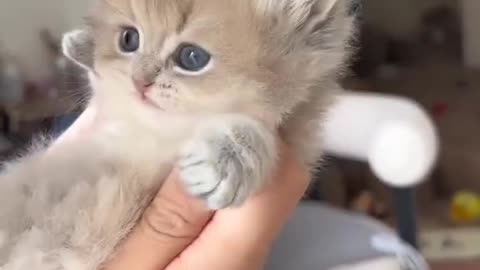 Cutie Cute Cat