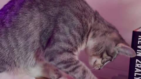 Kitten Fascinated by Record Player