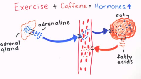 Caffeine and Weight loss. How does caffeine helps you to loss weight?