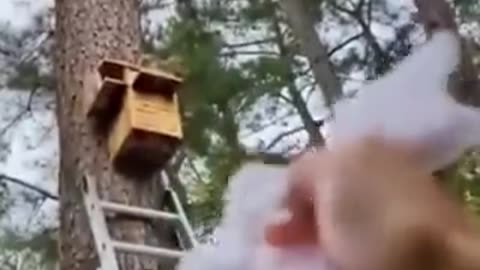 They built a new home for the little squirrel that lost its nest during tree cutting.