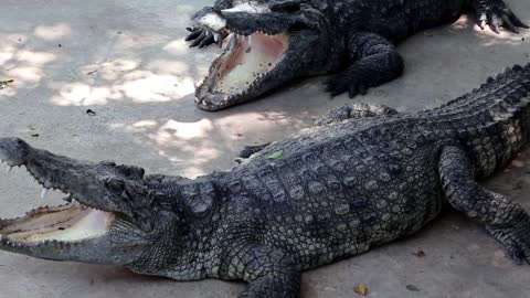 Big crocodiles with open mouth