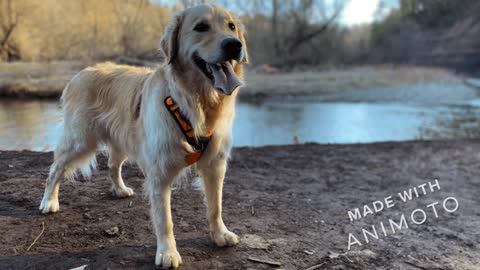 Happy and Cute Golden Retriever