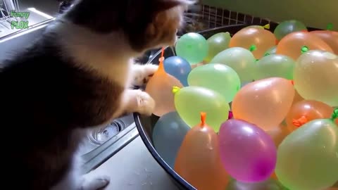 Funny Cats vs Balloons Compilation