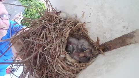 Baby birds in a nest