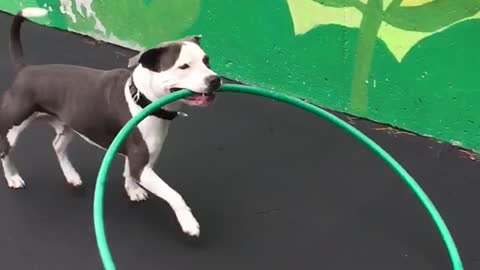 Pitbull puppy dragging green hula hoop