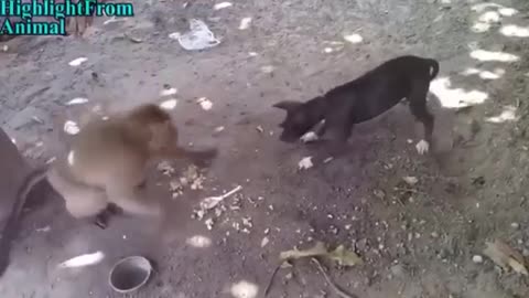 Monkey vs dog are fighting