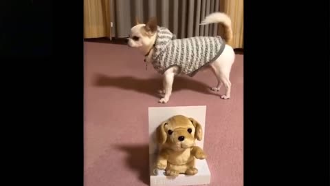 Cutey animals Must Watch