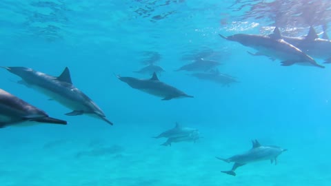 Dolphin fish swimming underwater in herd 3