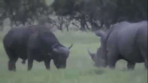 Rhino vs Buffalo real fight in Epic Battle | Buffalo real Fight | Rhino Fight Buffalo